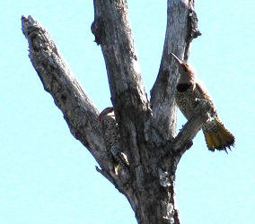 Colaptes auratus