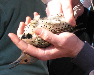 Colaptes auratus