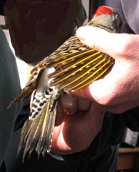 Colaptes auratus