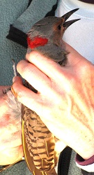 Colaptes auratus