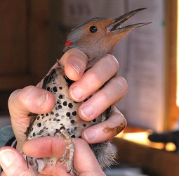 Colaptes auratus