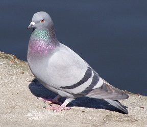 Columba livia