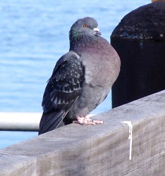 Columba livia