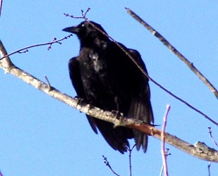 Corvus brachyrhynchos