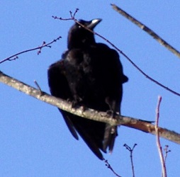 Corvus brachyrhynchos