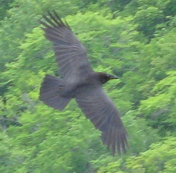 Corvus corax