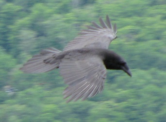 Corvus corax