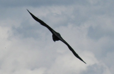 Corvus corax