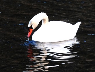 Cygnus olor