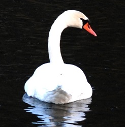 Cygnus olor