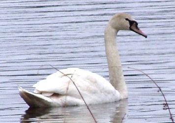 Cygnus olor