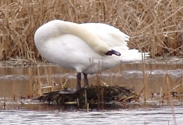 Cygnus olor