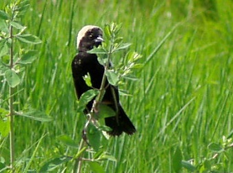 Dolichonyx oryzivorus