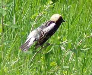 Dolichonyx oryzivorus