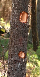 Dryocopus pileatus