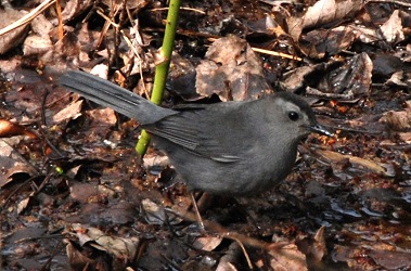 Dumetella carolinensis