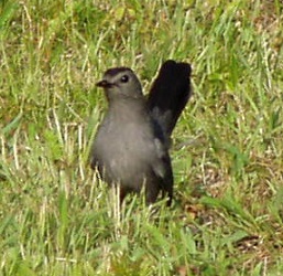 Dumetella carolinensis