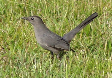 Dumetella carolinensis