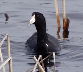 Fulica americana