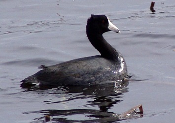 Fulica americana