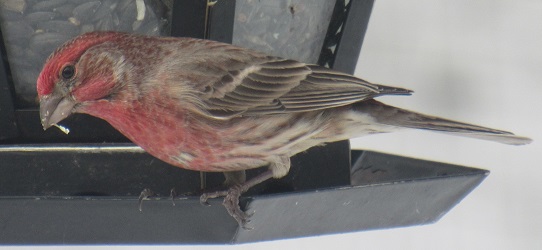 Haemorhous mexicanus