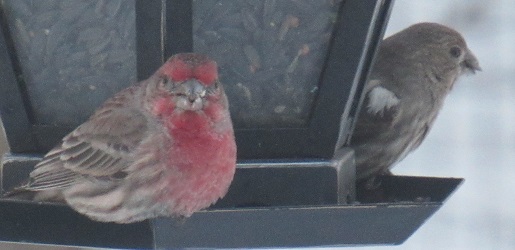Haemorhous mexicanus