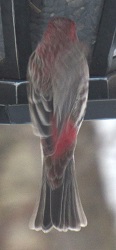 Haemorhous mexicanus