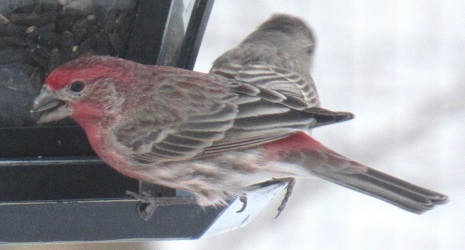 Haemorhous mexicanus