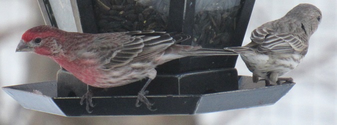 Haemorhous mexicanus
