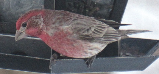 Haemorhous mexicanus
