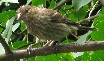 Haemorhous mexicanus