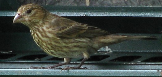 Haemorhous mexicanus