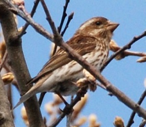 Haemorhous purpureus