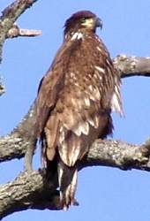 Haliaeetus leucocephalus