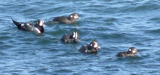 Histrionicus histrionicus