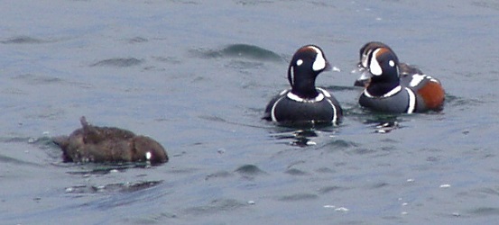 Histrionicus histrionicus