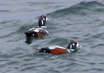 Histrionicus histrionicus