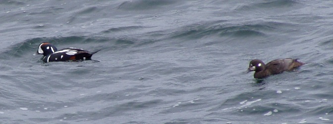 Histrionicus histrionicus