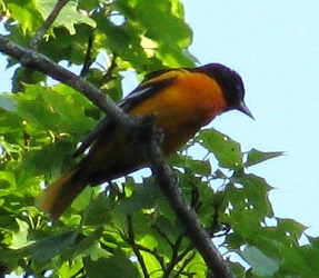 Icterus galbula