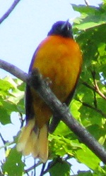 Icterus galbula