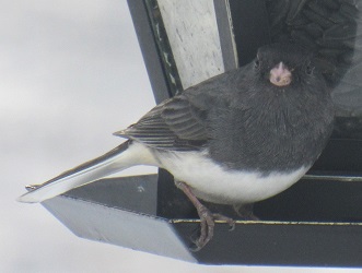 Junco hyemalis