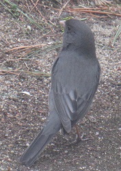 Junco hyemalis