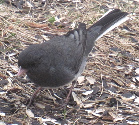 Junco hyemalis