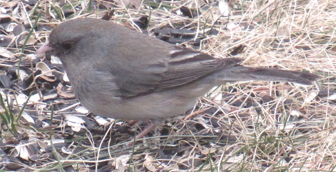 Junco hyemalis