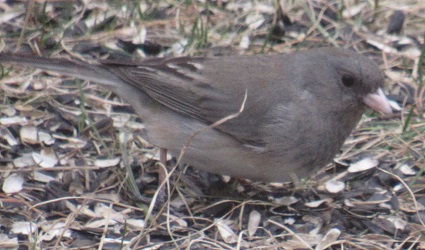 Junco hyemalis