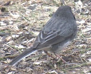 Junco hyemalis