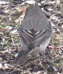 Junco hyemalis