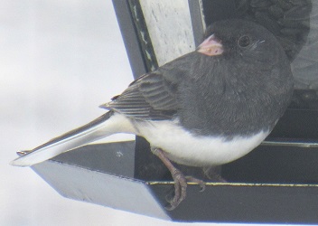 Junco hyemalis