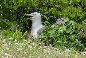 Larus argentatus