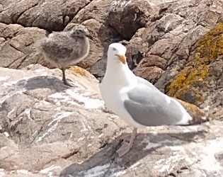 Larus argentatus